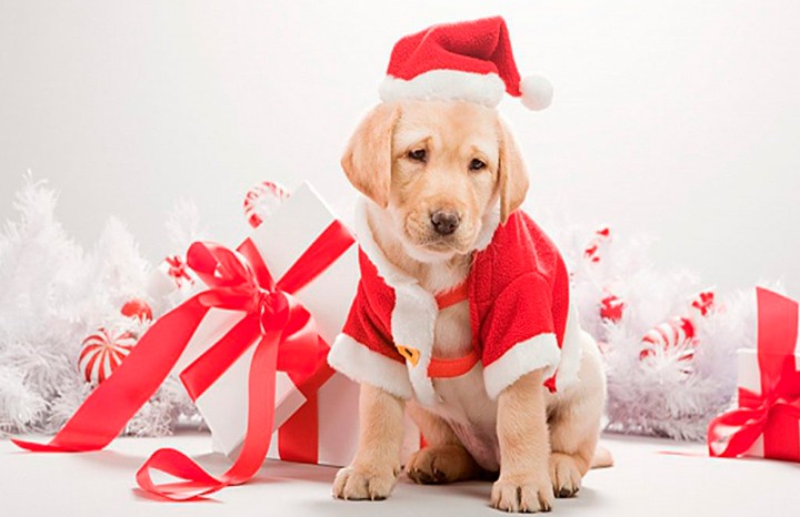 Ілюстрація. Собака буде покровителем 2018 року