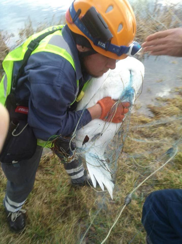 Лебедя врятували і відпустили на воду