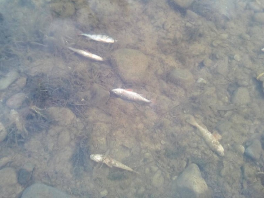 Озеро могли зарибнити і частина риби не вижила, кажуть професійні рибалки