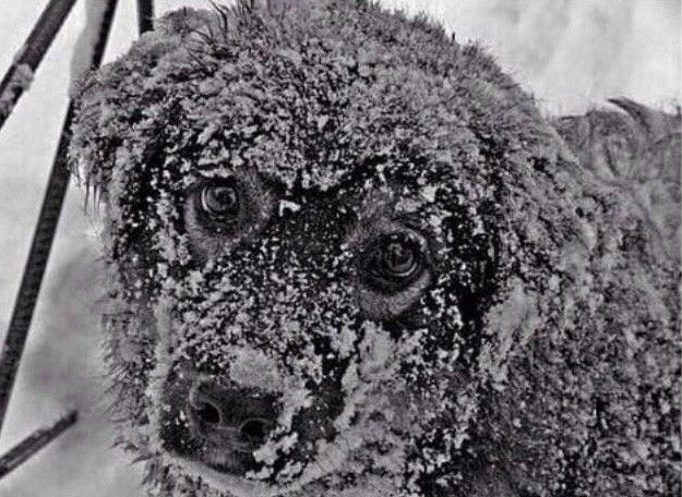 Акція "Добро" буде спрямована на допомогу безпритульним тваринам