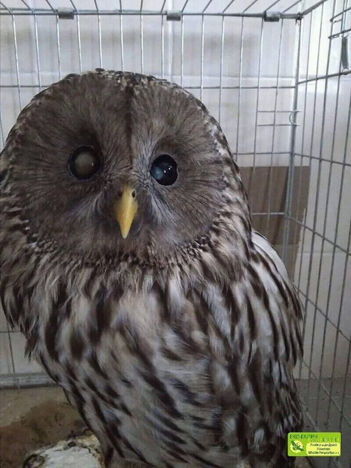 Сову знайшли збитою на дорозі