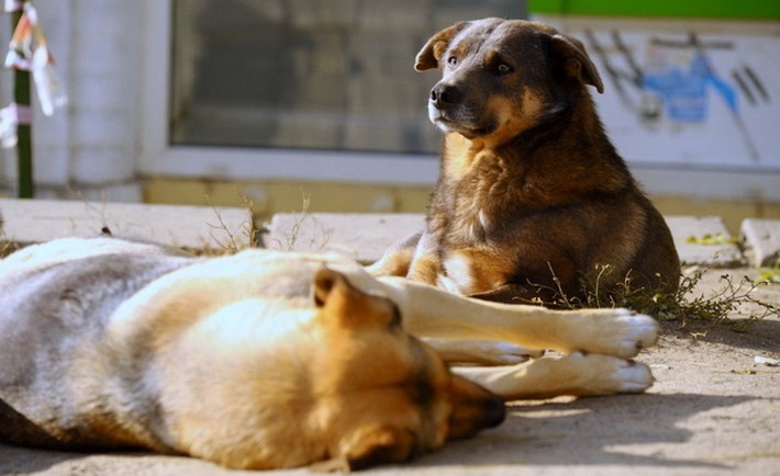 Ілюстрація. Невідомі отруїли вже стерилізованих собак
