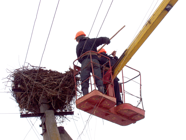 Ілюстрація. У &laquo;Прикарпаттяобленерго&raquo; з 2011 року діє довгострокова програма &laquo;Лелека&raquo;, у рамках я