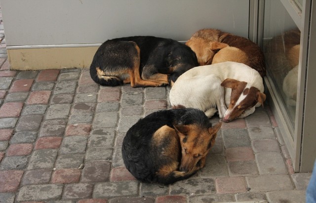 Ілюстрація. З притулку за 2017 рік було прилаштовано 136 тварин