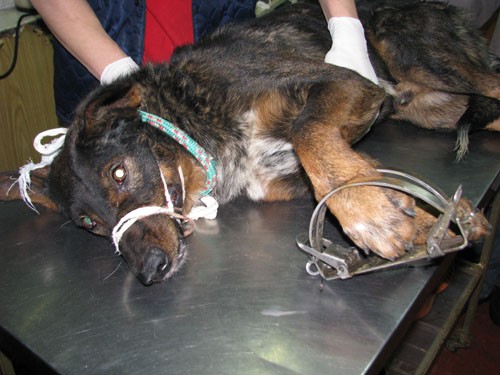 Ілюстрація. Калушанка Ярослава не змогла пройти повз собаку, яка потрапила у капкан