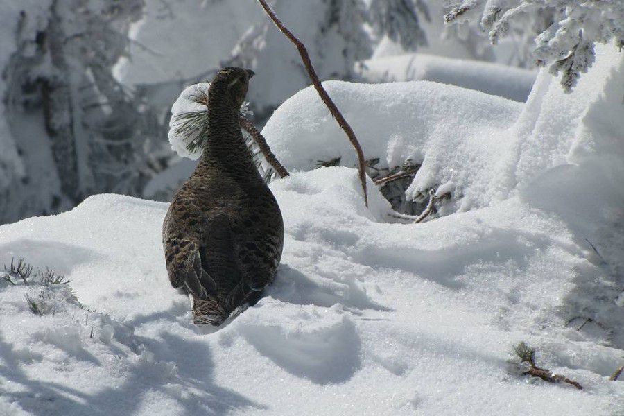 Калушанину Василю Фіцаку вдалося зазнимкувати одного із найбільших птахів Українських Карпат