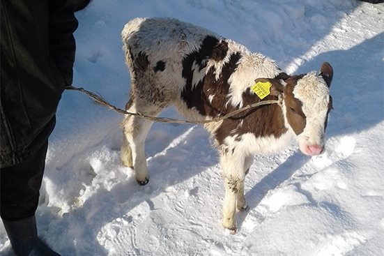 За крадіжку теляти злодій може опинися в тюрмі на термін від трьох до шести років