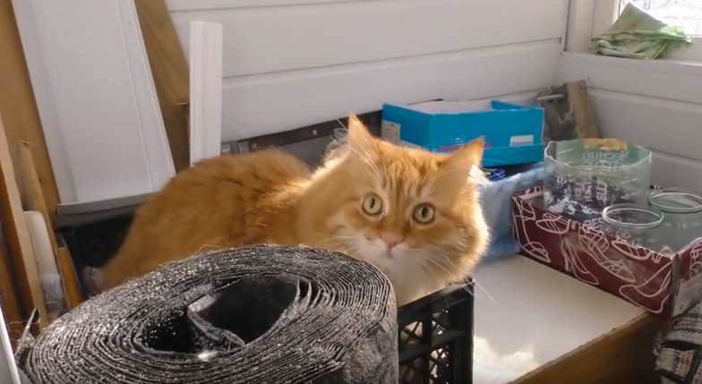 Кіт Уляни Маціборської двічі ловив у квартирі маленьких щурів