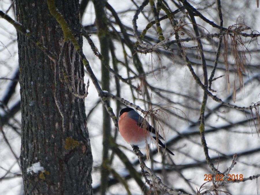 Сьогодні снігурі вперше завітали до Калуша | Фото: Ростислав Зелінський