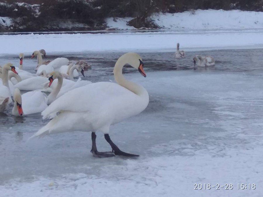 Фахівці просять не загодовувати лебедів хлібом | Фото: Володимир Іваницький