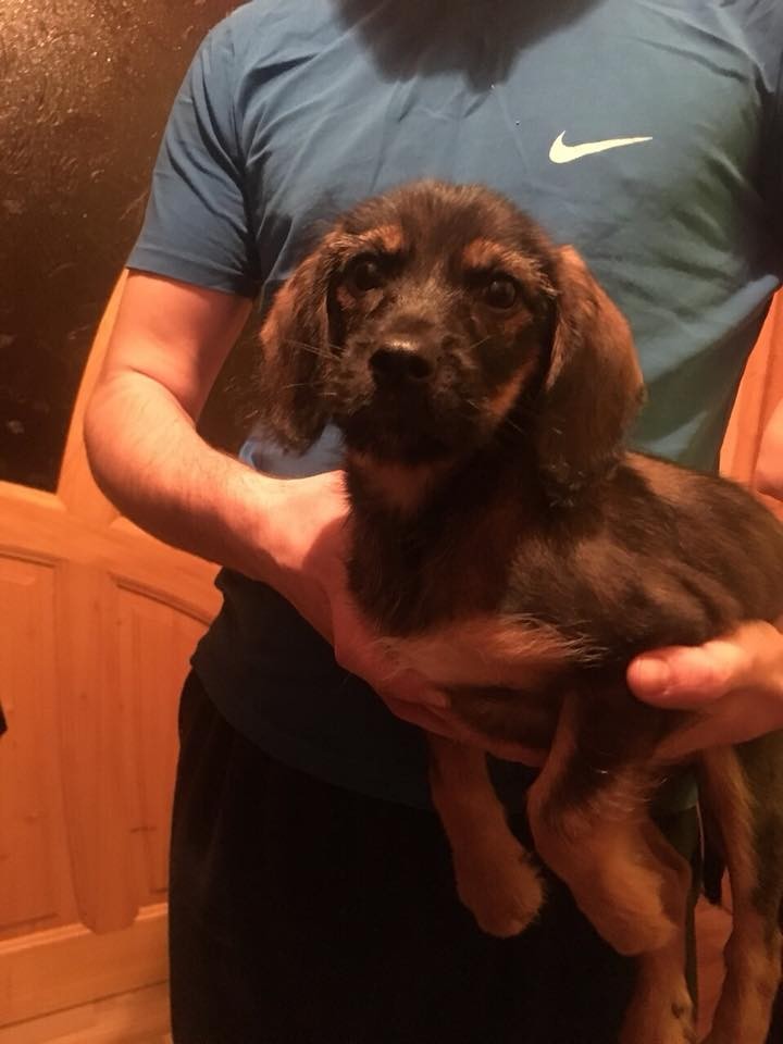 Красуня шукає справжню домівку та хорошого господаря