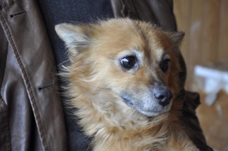 Мініатюрні квартирні панянки шукають нову домівку і господарів