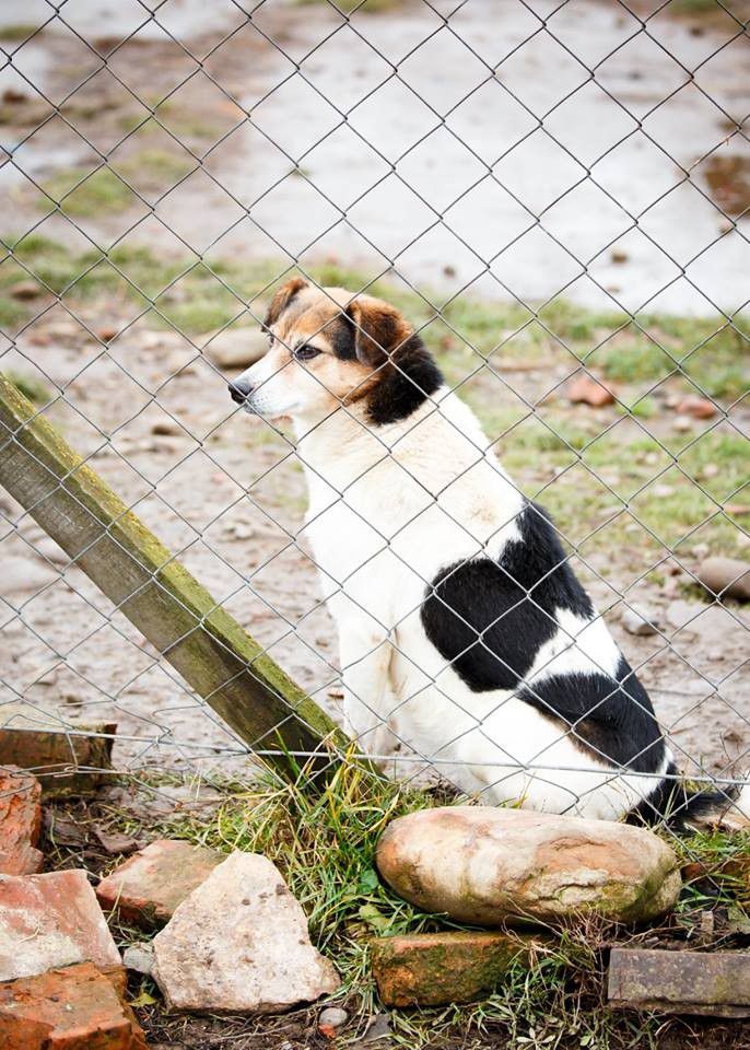 Невеличка, стерилізована собака шукає домівку