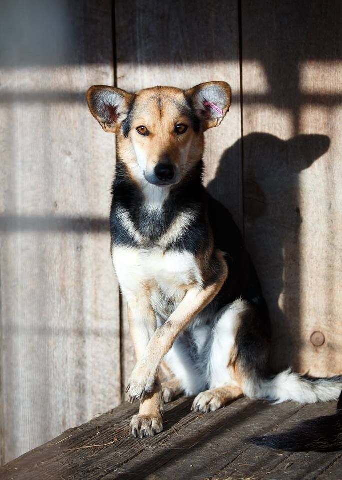 Невеличка, стерилізована собака шукає домівку