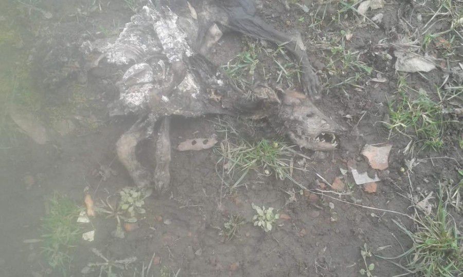 Калушани не ймуть віри, що таке справді могло трапитися