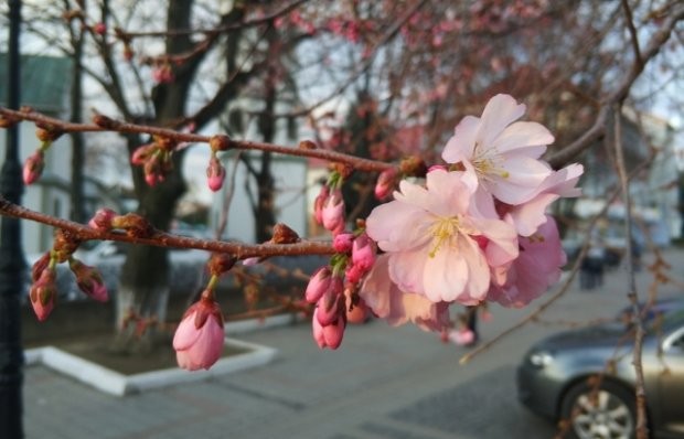 Раніше біологи передбачали загибель сакур через аномальний біоритм