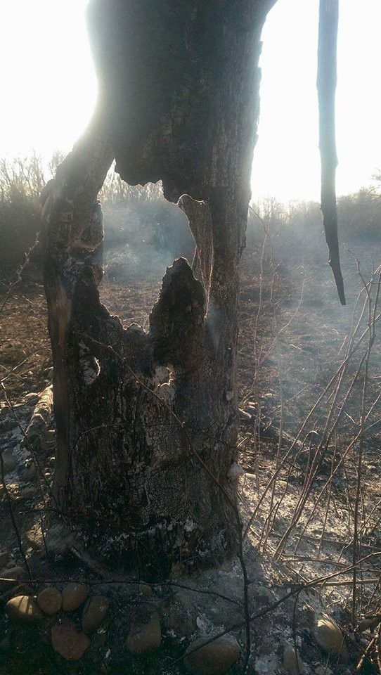 Так виглядають спалені дерева у рекреаційній зоні &mdash; на річці Лімниця