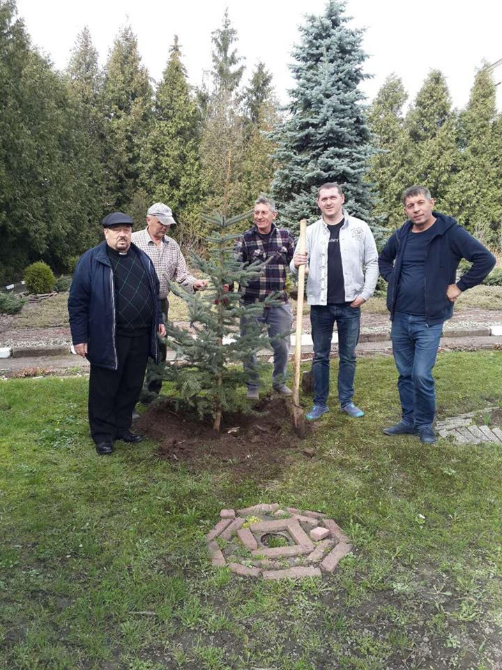 У Калуші висадили блакитні ялинки