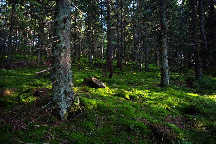 Ілюстрація. Під час екскурсії на Прикарпатті загубився турист з Червонограда