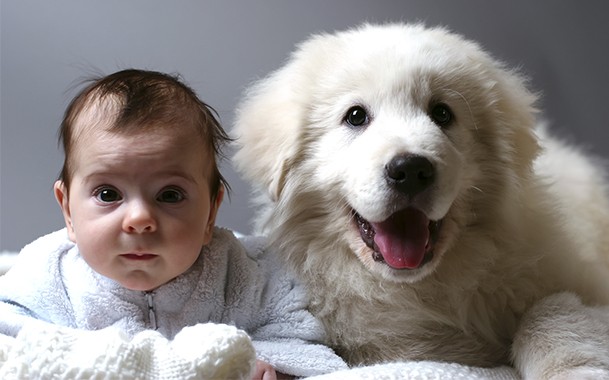 Ілюстрація. На державному рівні взялися за врегулювання обліку домашніх тварин