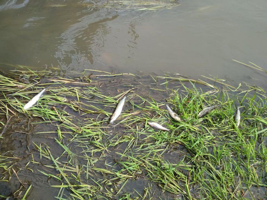 У річці Кам'янка плаває кілька десятків мертвої риби | Фото: Любов Тимків