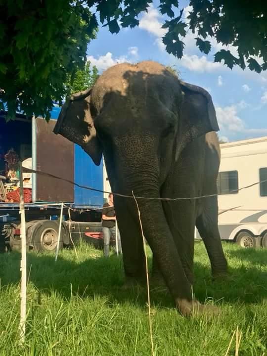 Слон гуляє міським парком Калуша