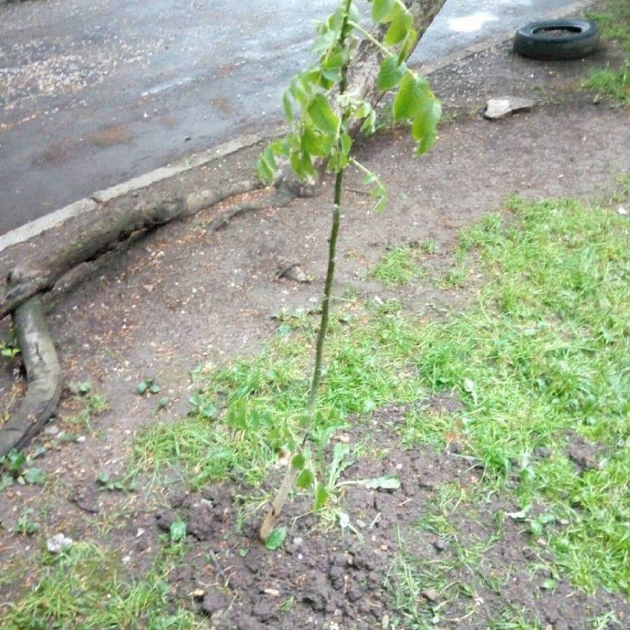 Горіх тепер носитиме ім'я "Ілон Маск"