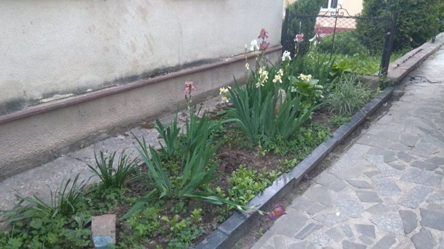 З-під музею викрали чотири кущі троянд. Злодій загубив ліхтарик