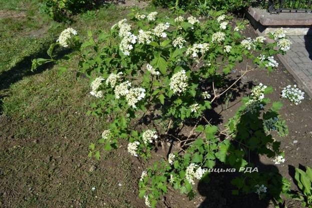 На День міста у Галичі біля пам&rsquo;ятника митрополиту Андрею Шептицькому, висадили калину привезену з його батьківщин
