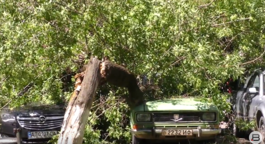 Дерево всередині було зовсім трухлявим
