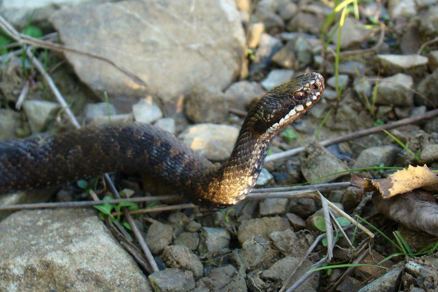 Ілюстрація. На Прикарпатті з отруйних змій водиться лише гадюка карпатська | Фото: Василь Фіцак