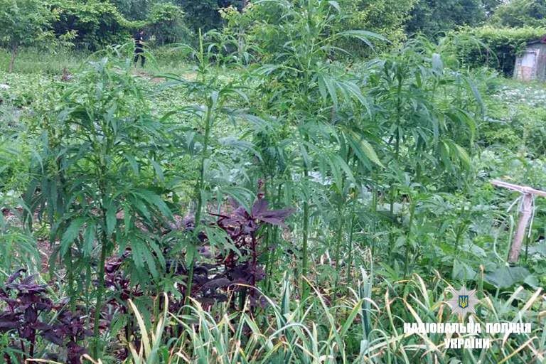 На Прикарпатті правоохоронці знищують незаконні посіви конопель та викривають &laquo;поціновувачів&raquo; наркотиків