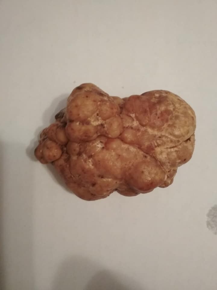 Попри дорогу ціну, франківець продавати знахідку не планував, а коли переконався, що  гриб справжній приготував його та 