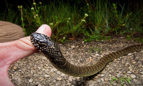 Ілюстрація. 16-річну прикарпатку вкусила змія 