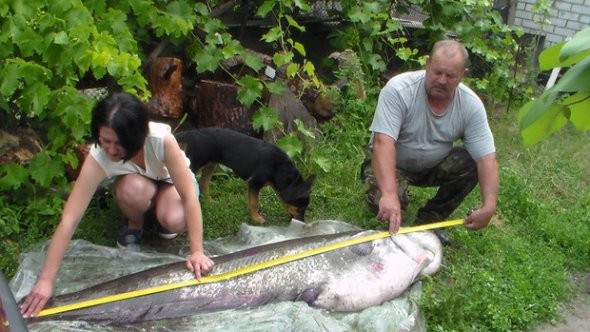 Микола Мохнар у Дніпрі впіймав 69-кілограмового сома