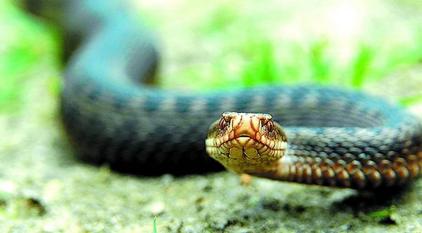 Ілюстрація. Чоловік в стані середньої важкості госпіталізований до лікарні