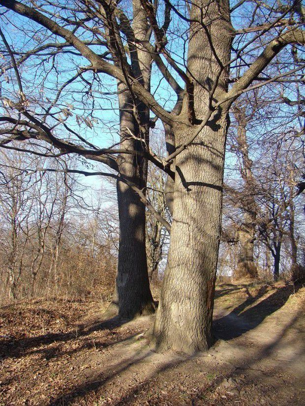 Вік "Височанських дубів" &mdash; орієнтовно 250 років, можливо, й більше. Висота складає 18-23 метри | Фото: В