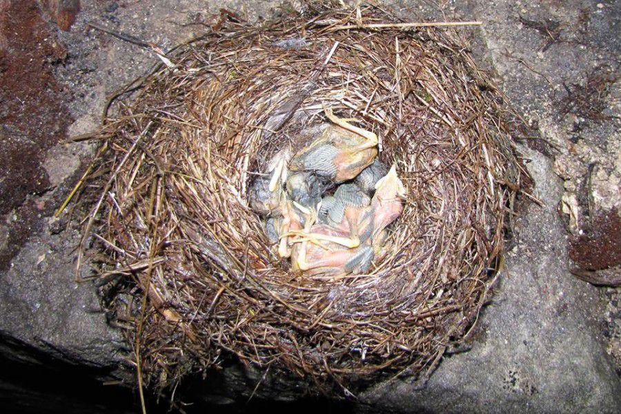 У Карпатах через різке похолодання загинули пташенята в багатьох гніздах