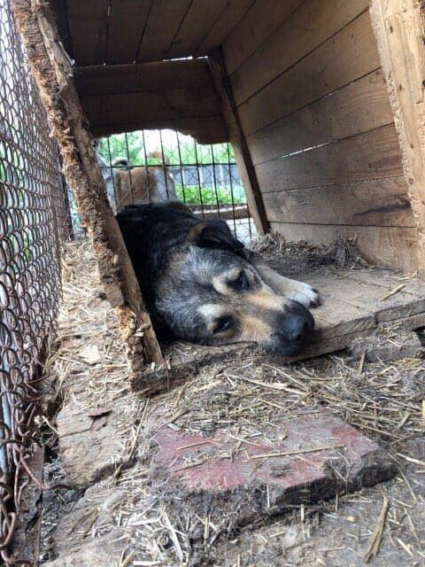 Робочої сили та матеріалів не вистачає навіть для ремонту існуючих вольєрів. Проте в притулку роблять новий ветпункт і в