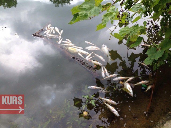 В озері загинули плотва, карась та щука