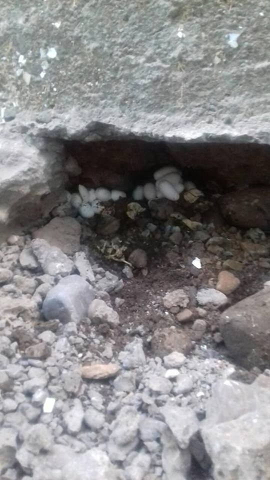 На Прикарпатті родина знайшла на подвір&rsquo;ї кілька зміїних гнізд