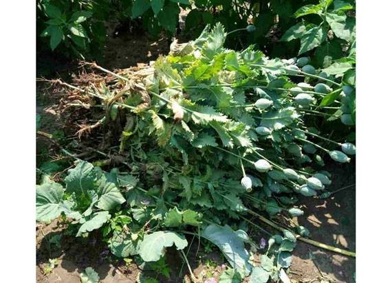 Рослини направлено на експертизу, а за цими фактами розпочаті кримінальні провадження