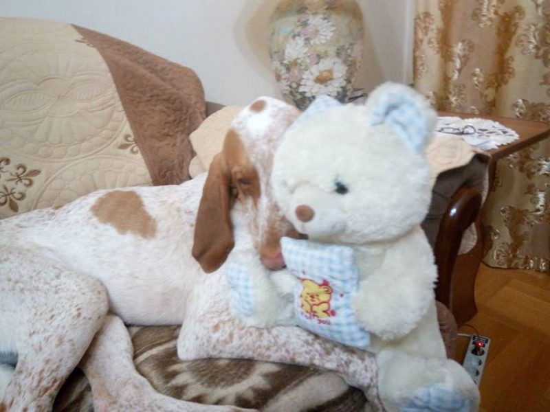 Франківець є господарем унікального собаки