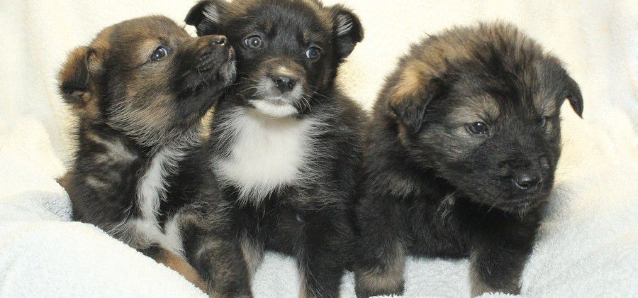 Ілюстрація. Песикам потрібна їжа і вода.