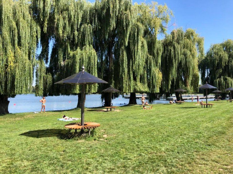 Нещодавно верби на міському озері в Івано-Франківську отримали нову &laquo;стрижку&raquo;