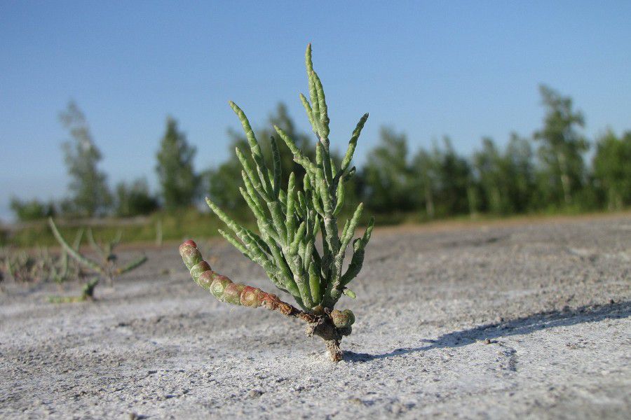 У Франції з відвареної молодої надземної частини солянки готують різноманітні другі страви, додають як приправу до супів