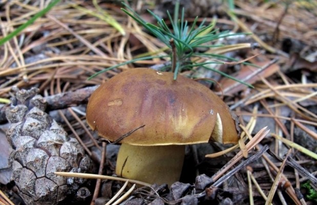 Ілюстрація. Отруєння грибами дуже важко піддається лікуванню, а особливо тяжко протікає у дітей | Фото: УНІАН