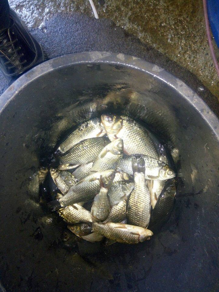 Штраф може склати від 510 до 1700 гривень