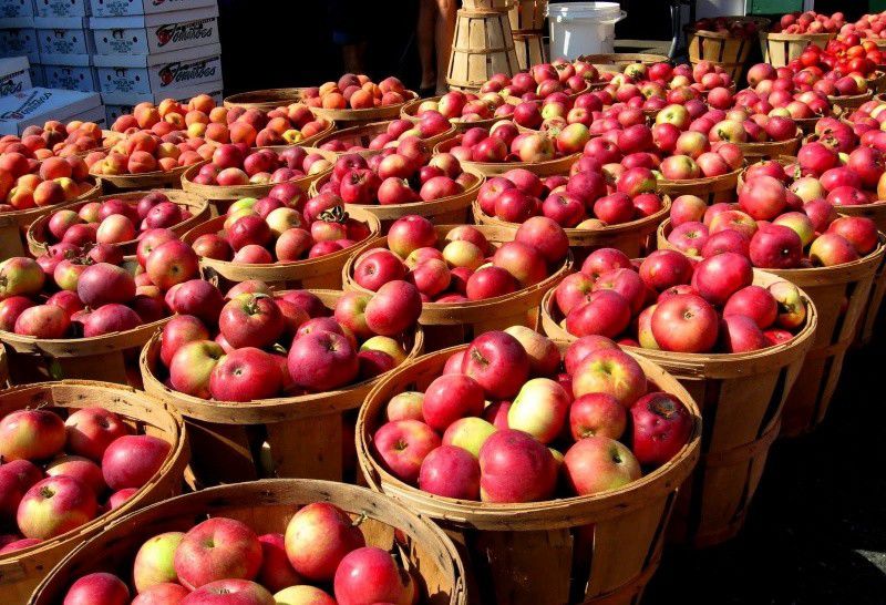 Ілюстрація. Найбільше українських яблук сьогодні вивозять до Білорусі, Молдови та Австрії