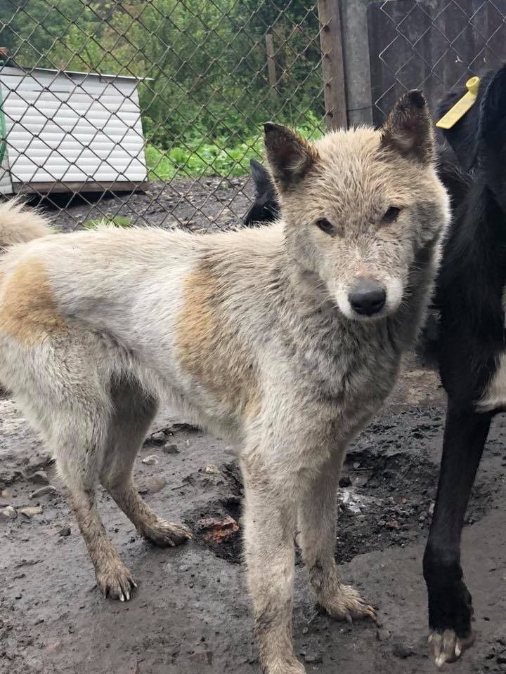 Безпритульні здорові та простерелізовані собаки шукають теплий дім та хороших господарів